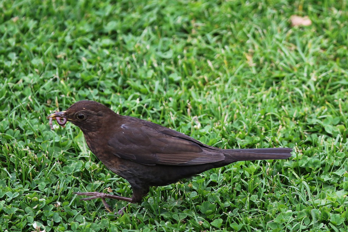 Eurasian Blackbird - ML622011702