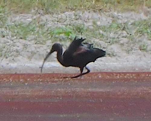 hvitgrimeibis - ML622011718