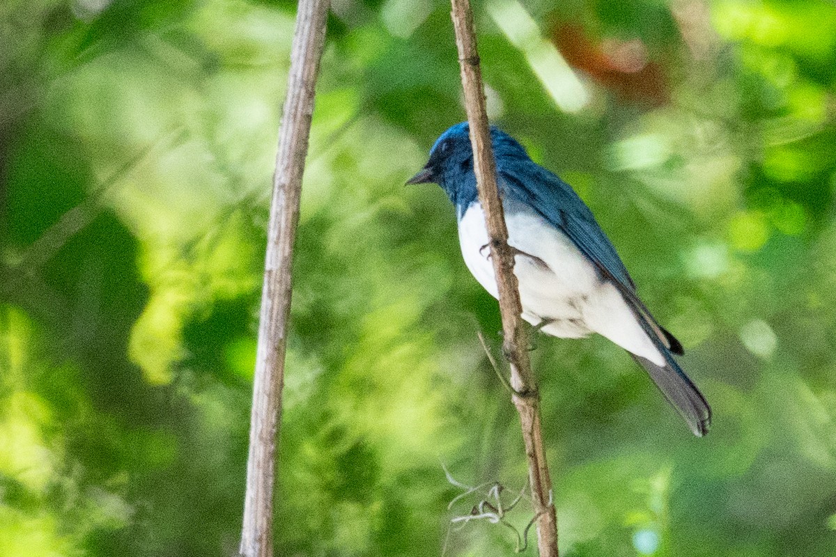 Zappey's Flycatcher - ML622011744