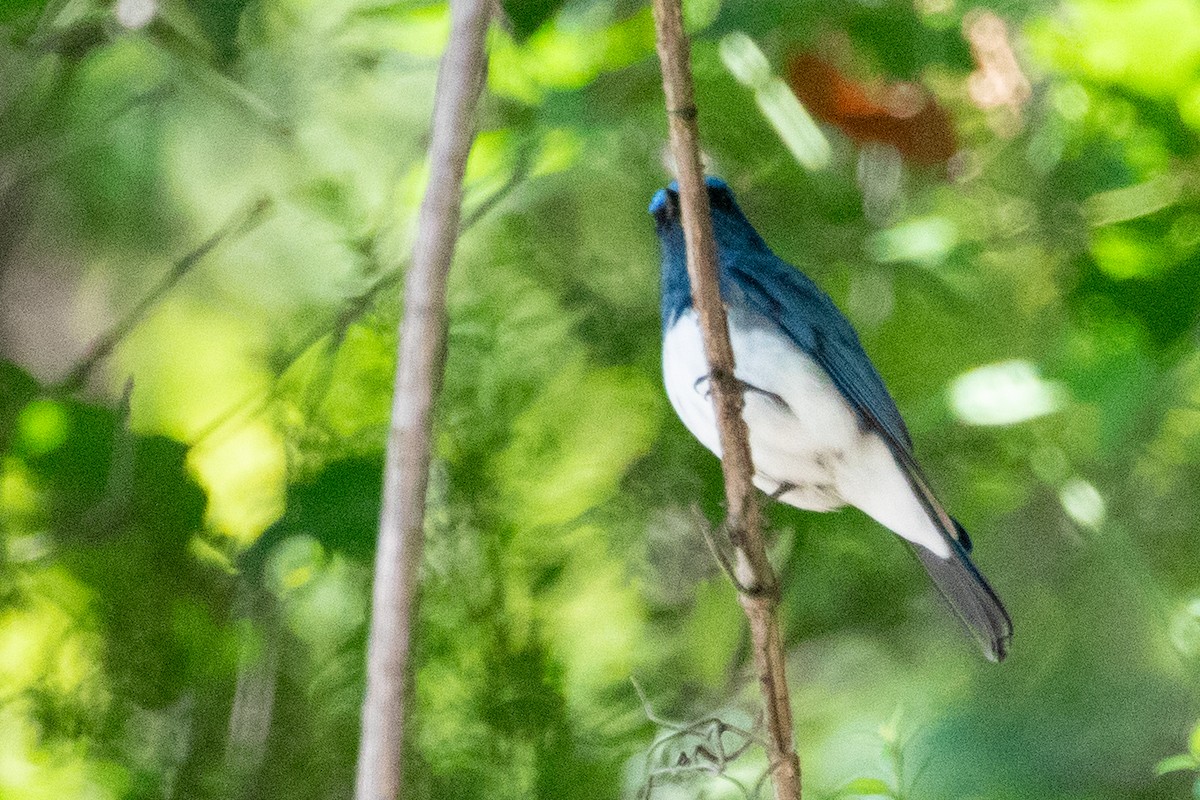 Zappey's Flycatcher - ML622011748