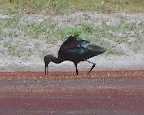 White-faced Ibis - ML622011757