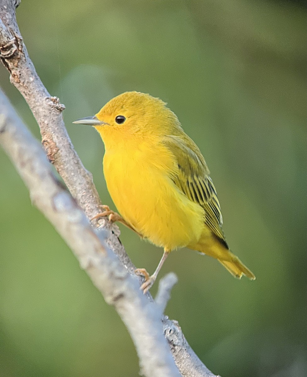 Yellow Warbler (Northern) - ML622011898