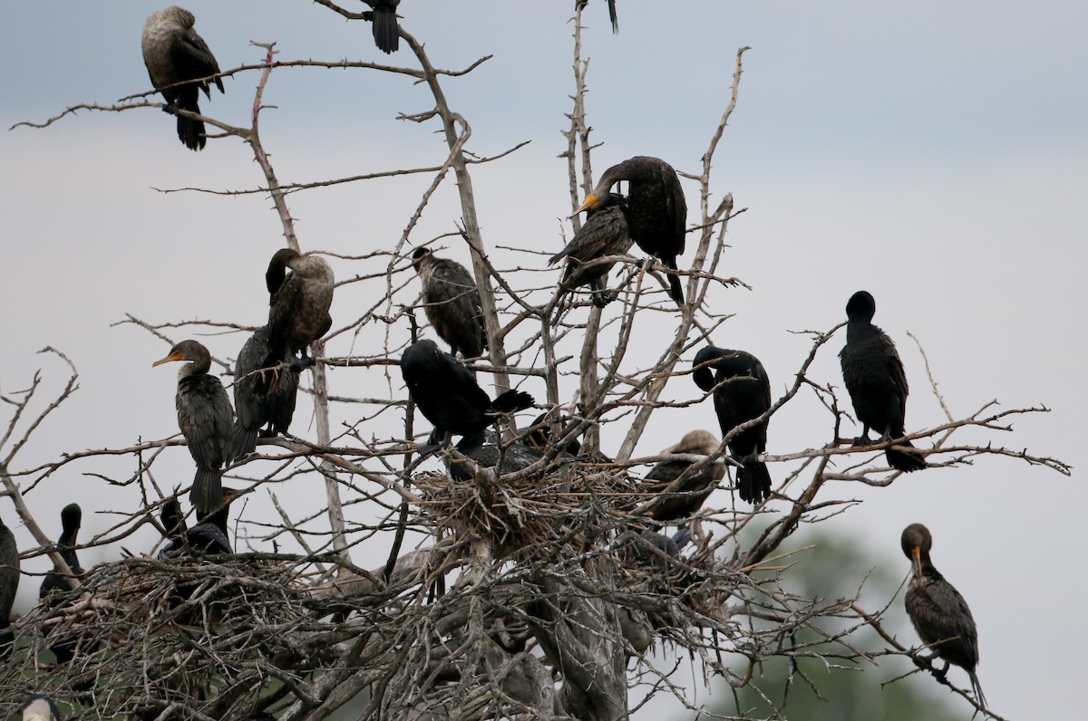 Double-crested Cormorant - ML62201191