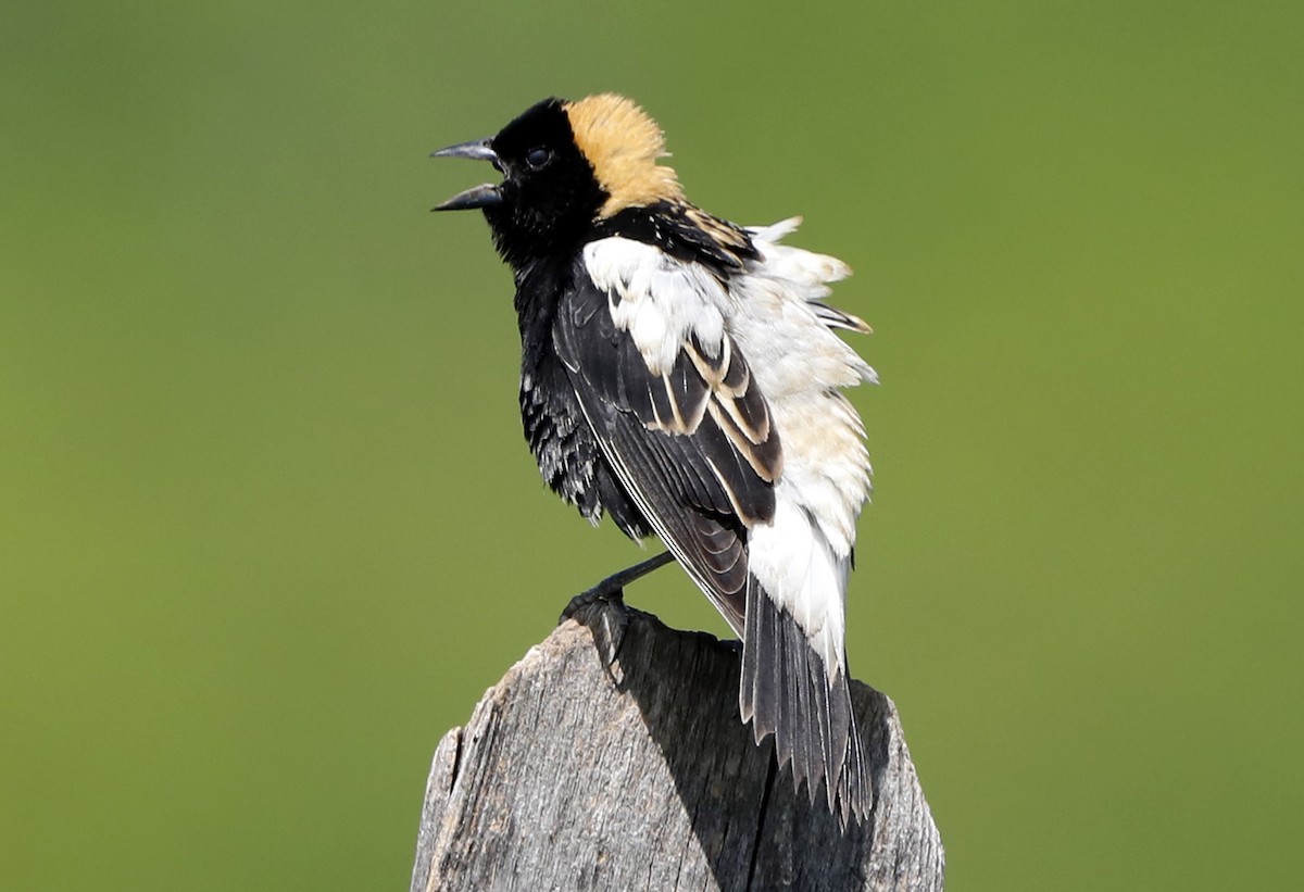 Bobolink - ML622011912