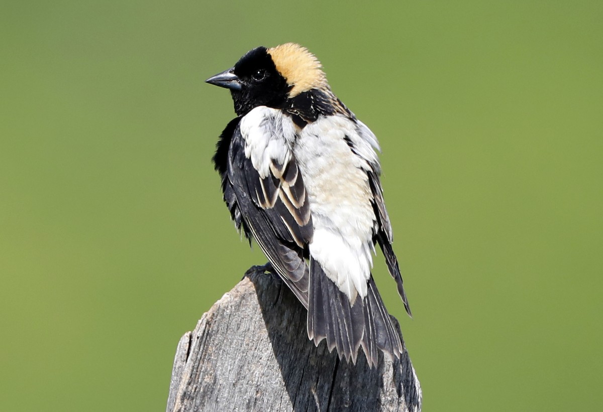 Bobolink - ML622011913