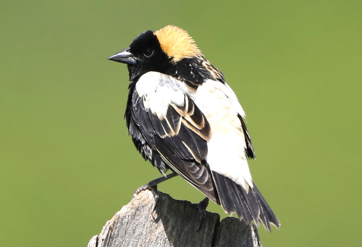 Bobolink - ML622011914