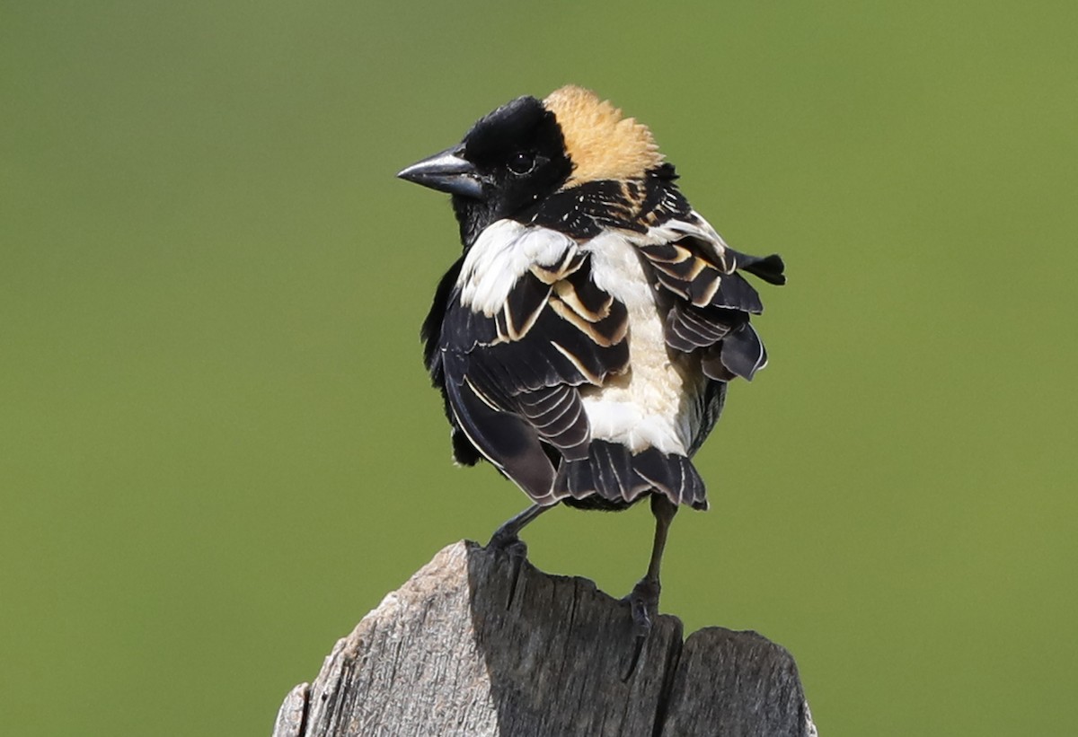 Bobolink - ML622011916