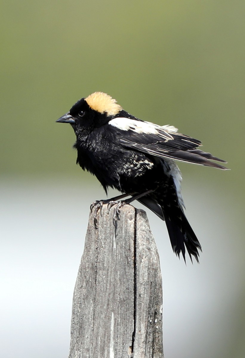 Bobolink - ML622011917