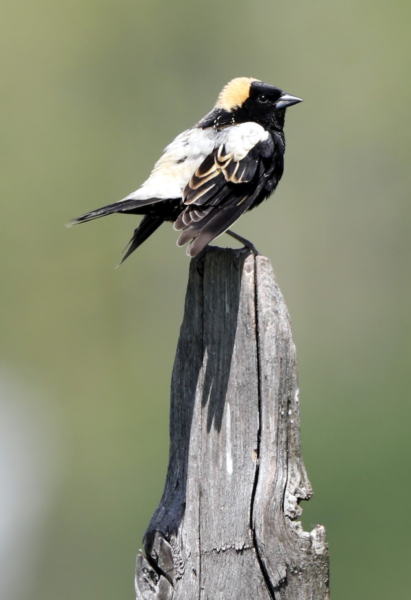 Bobolink - ML622011919