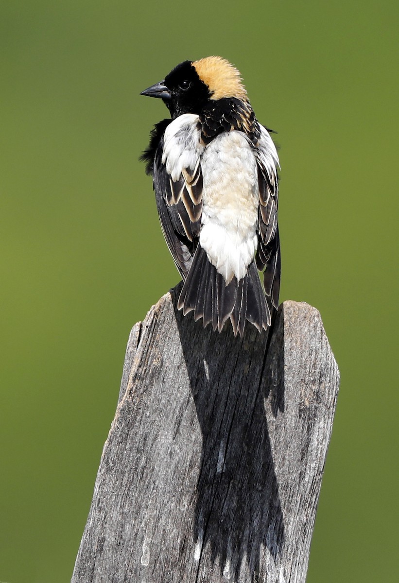 Bobolink - ML622011920