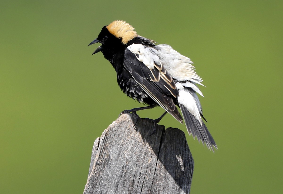 Bobolink - ML622011921