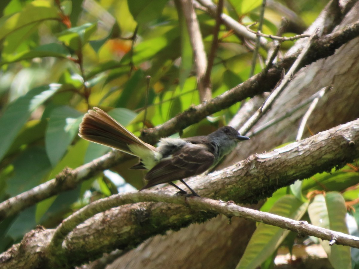 Venezuelan Flycatcher - ML622011924