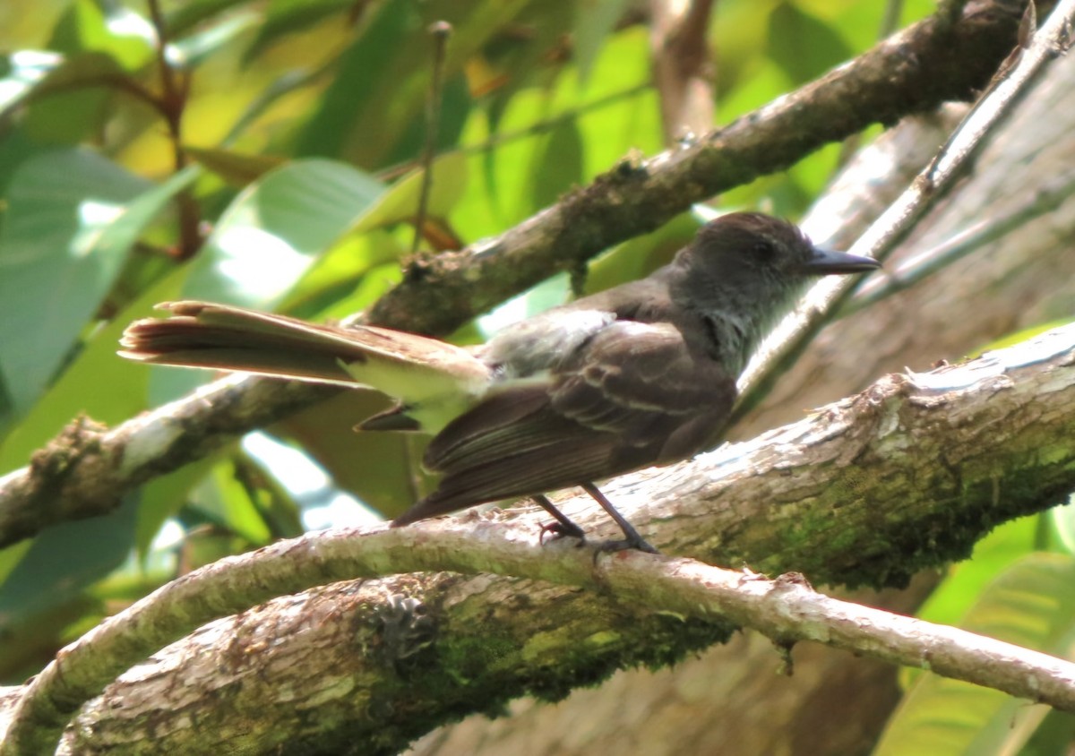 Venezuelan Flycatcher - ML622011927