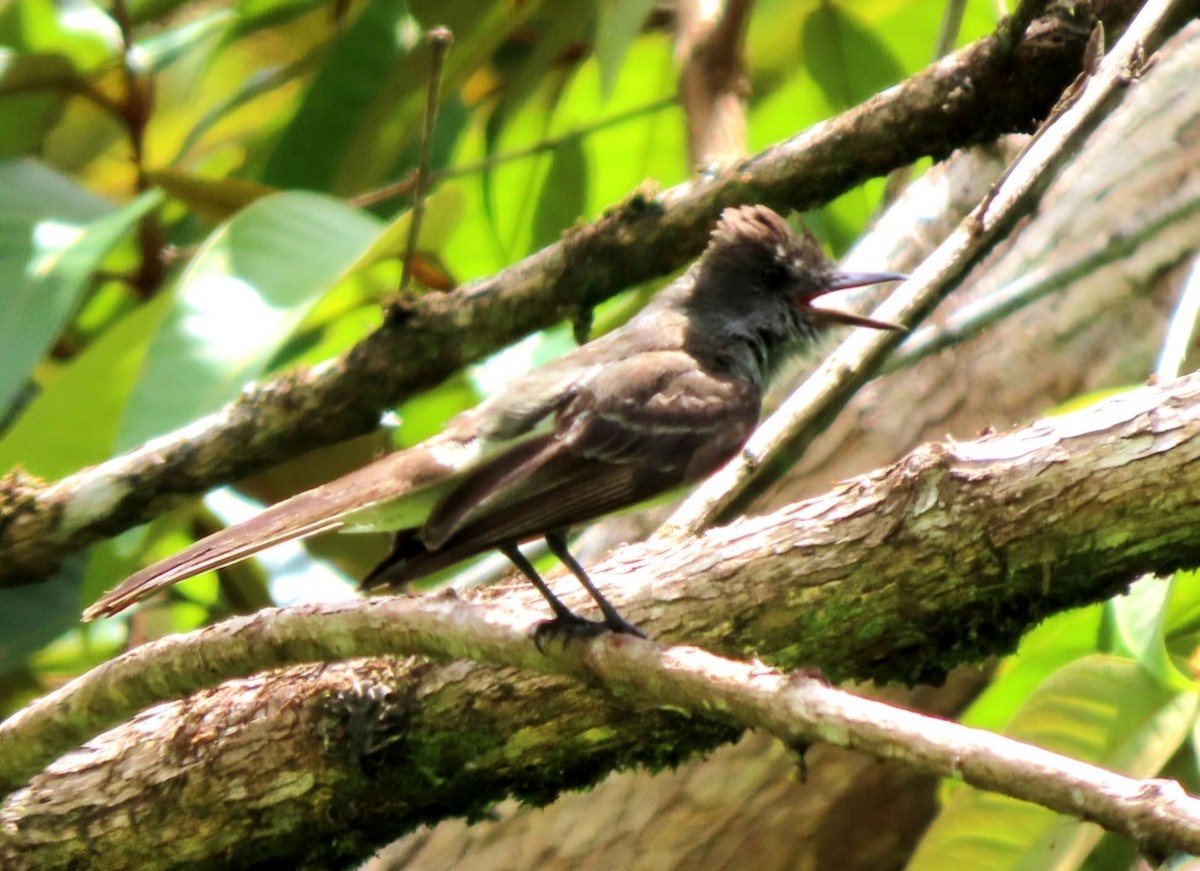 Venezuelan Flycatcher - ML622011928