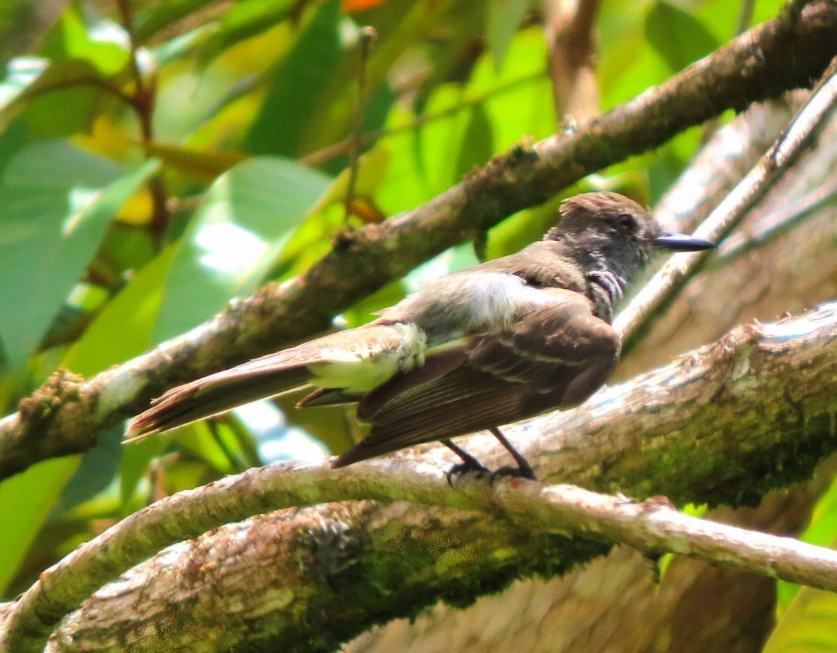 Venezuelan Flycatcher - ML622011929