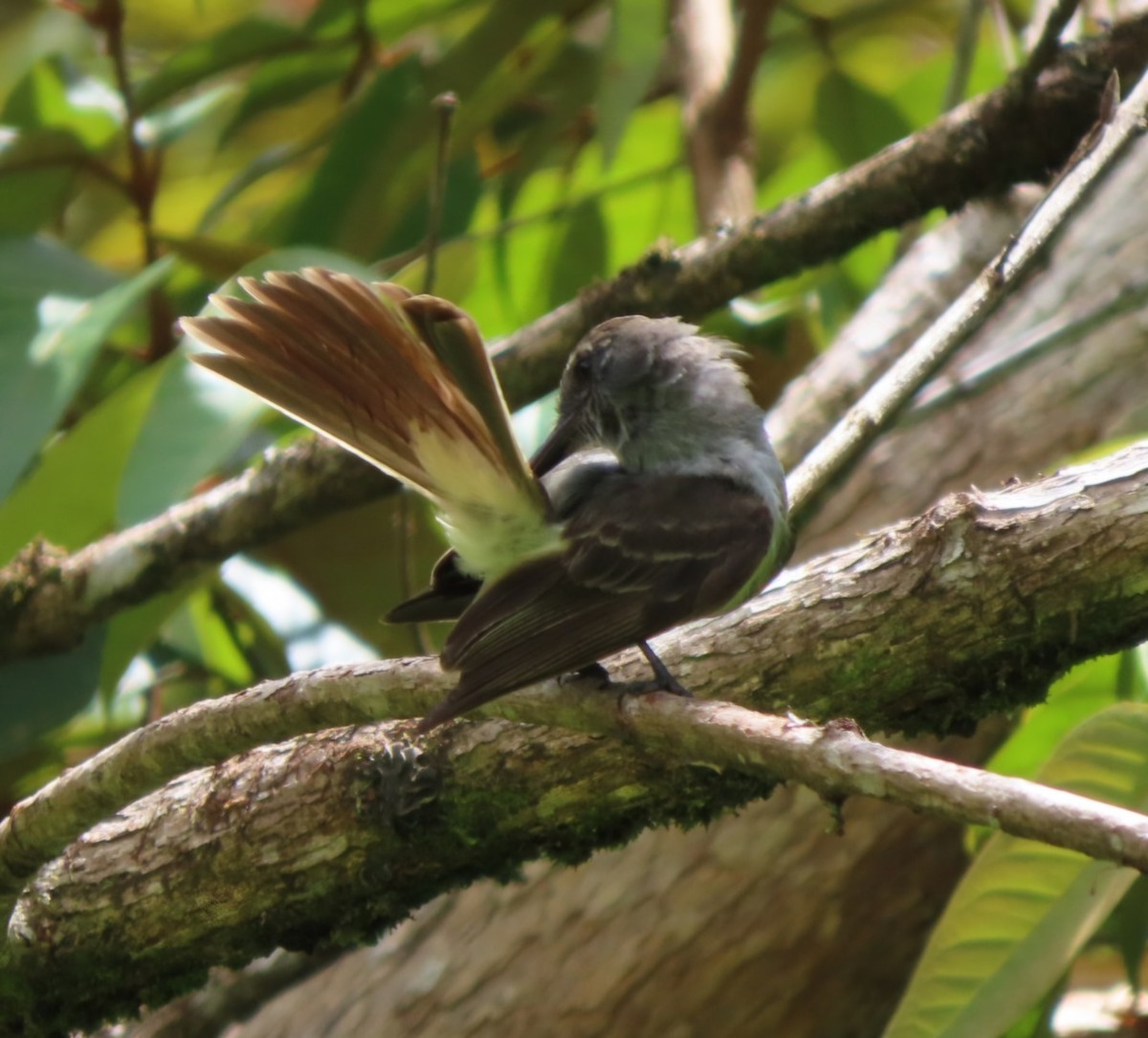 Venezuelan Flycatcher - ML622011930