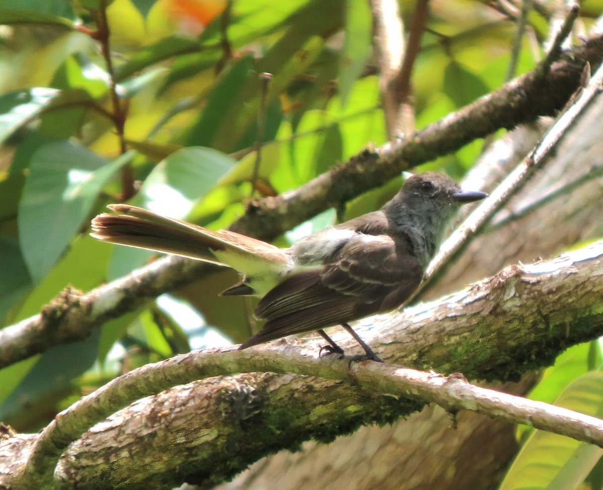 Venezuelan Flycatcher - ML622011931