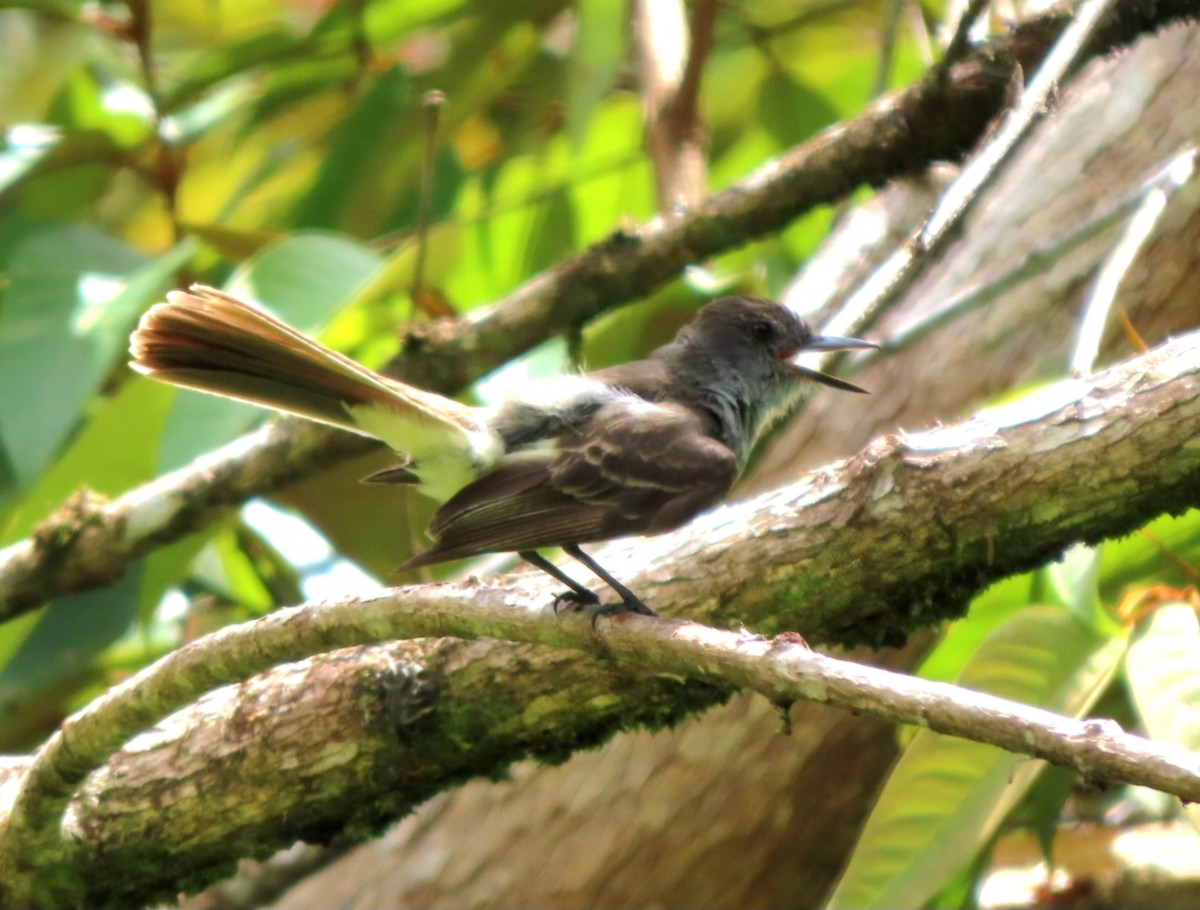 Venezuelan Flycatcher - ML622011932