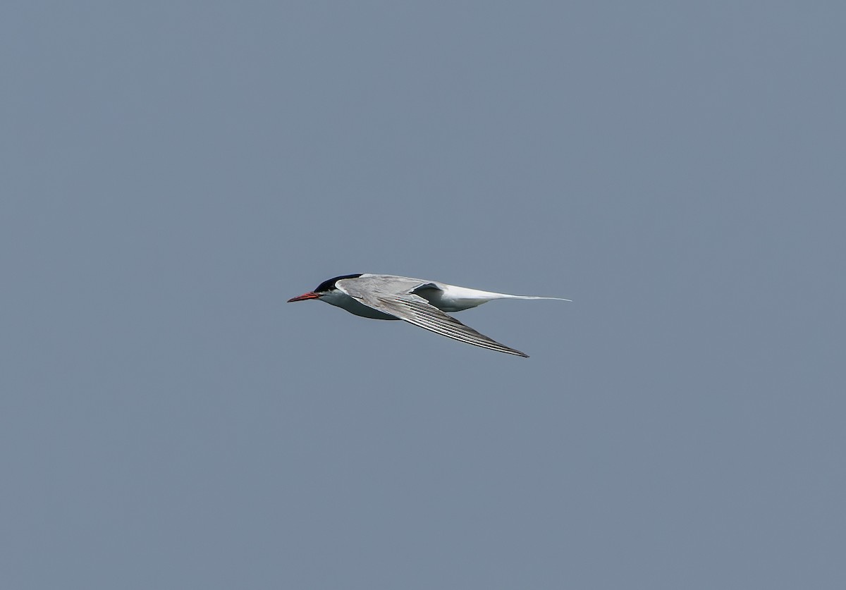 Common Tern - Ricky Owen