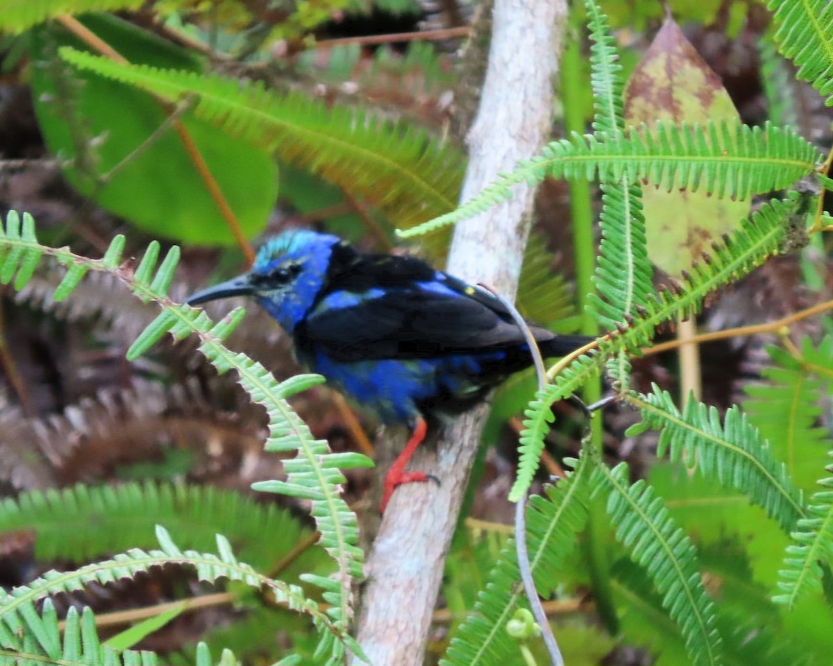 Red-legged Honeycreeper - ML622011969