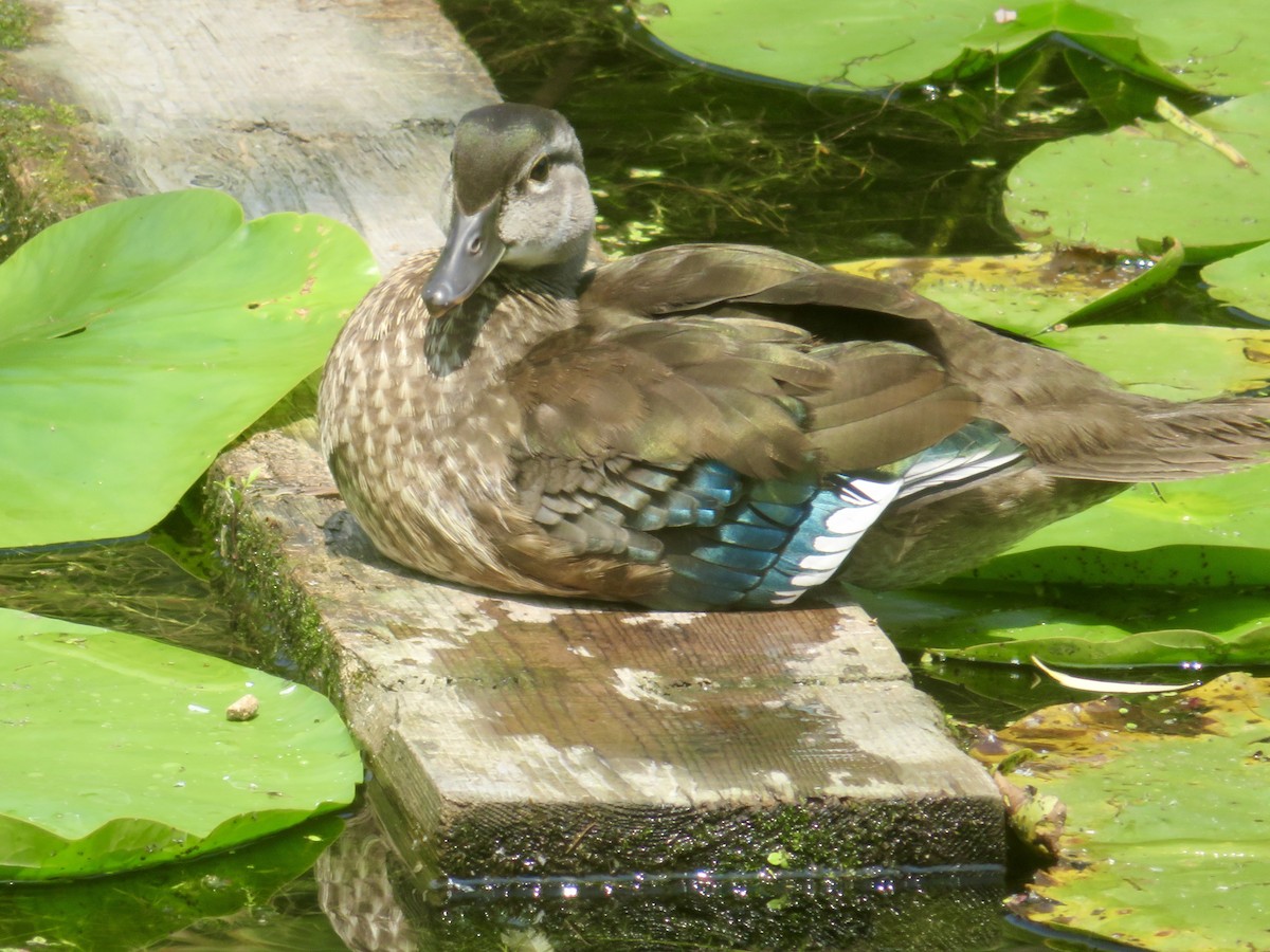 Wood Duck - Christine Cote