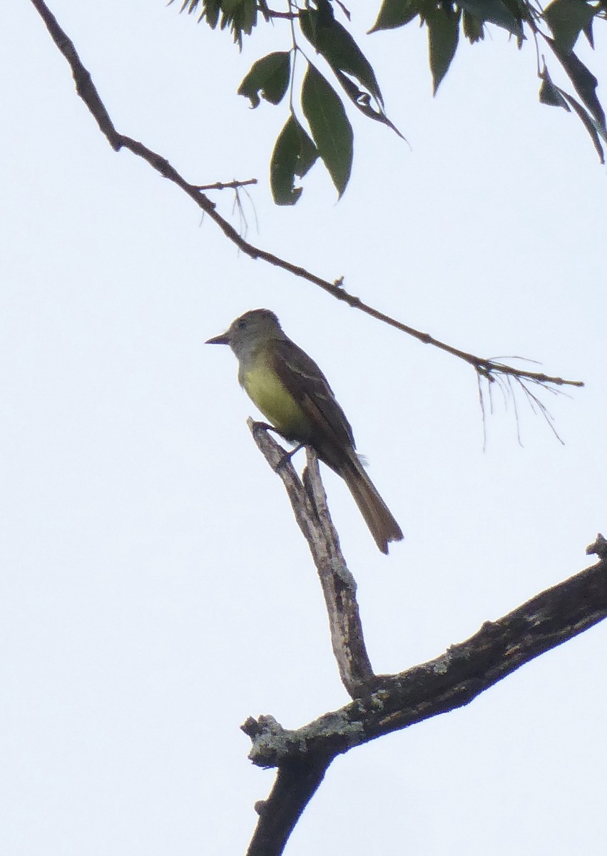 Great Crested Flycatcher - ML622012075