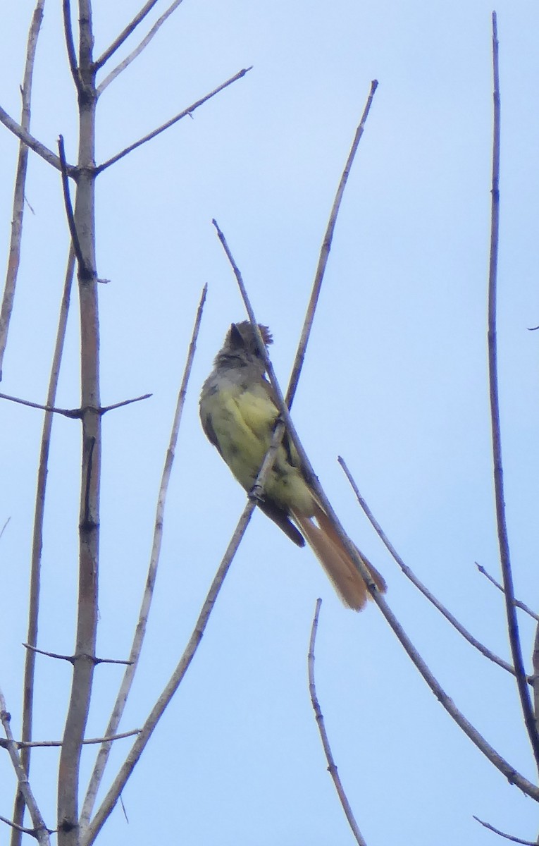 Great Crested Flycatcher - ML622012076