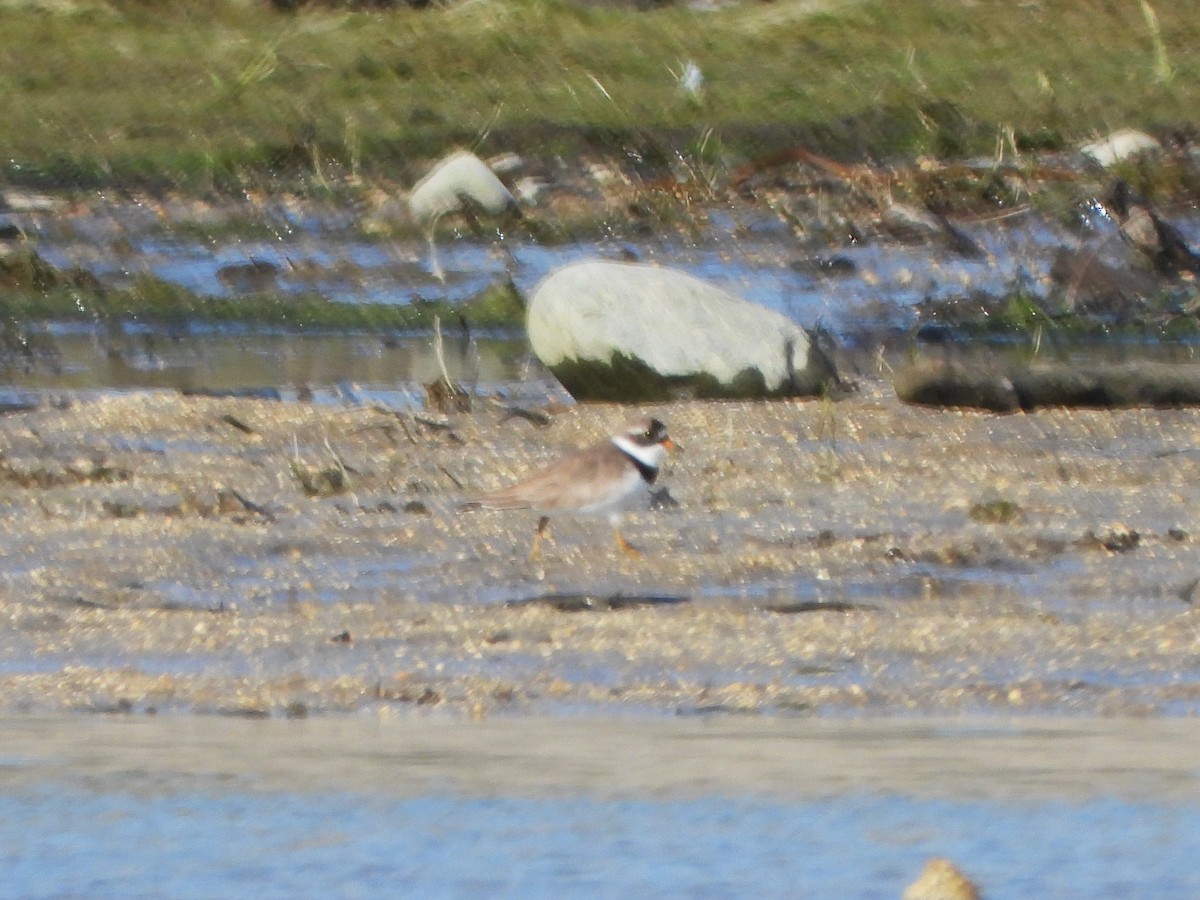 Semipalmated Plover - ML622012086