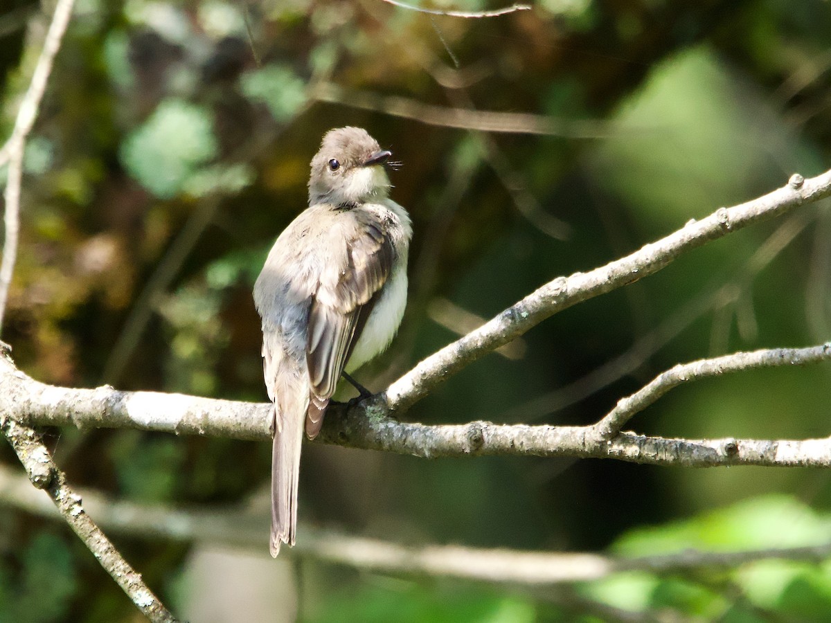 Eastern Phoebe - John Felton