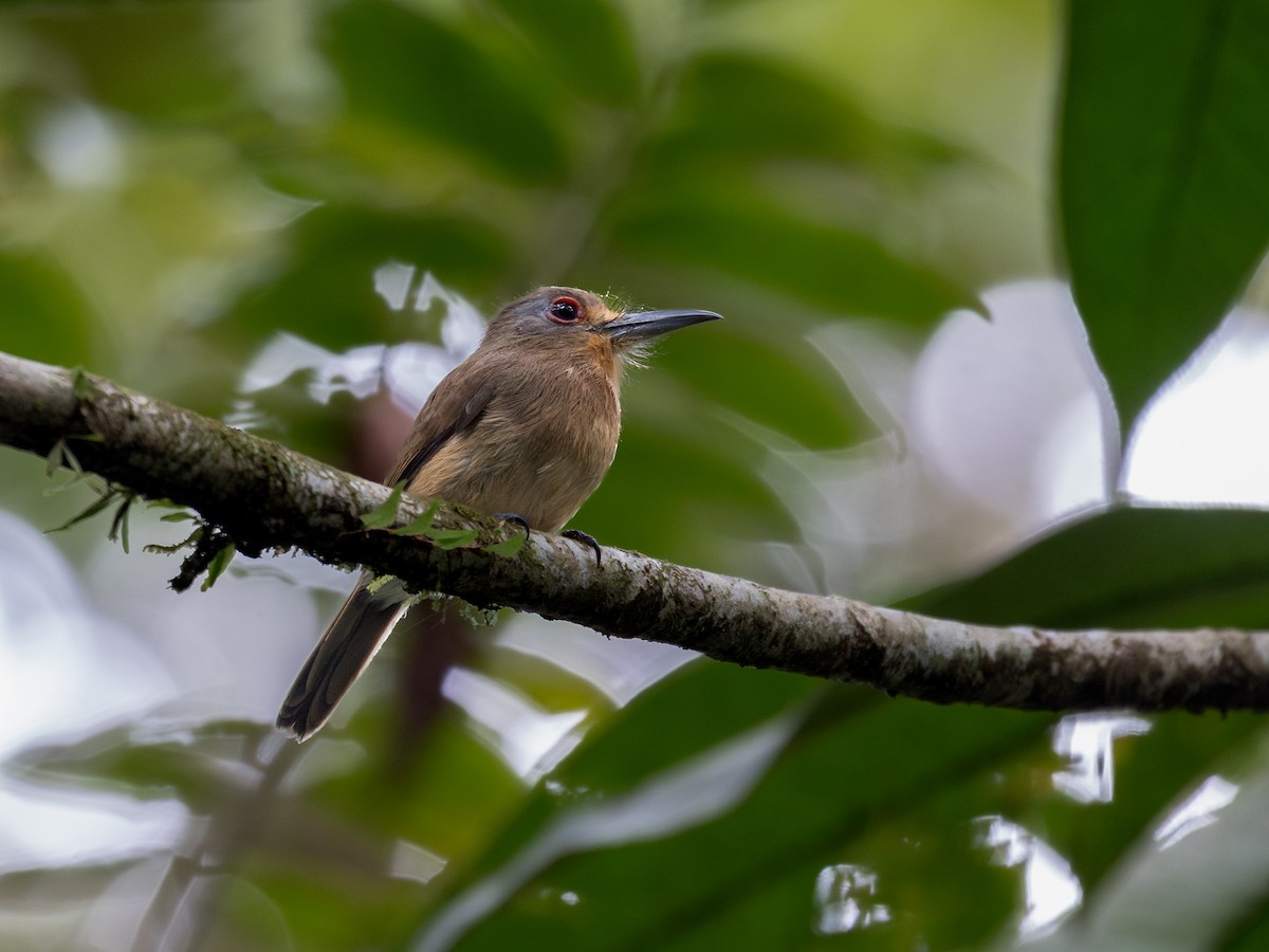 Fulvous-chinned Nunlet - ML622012294