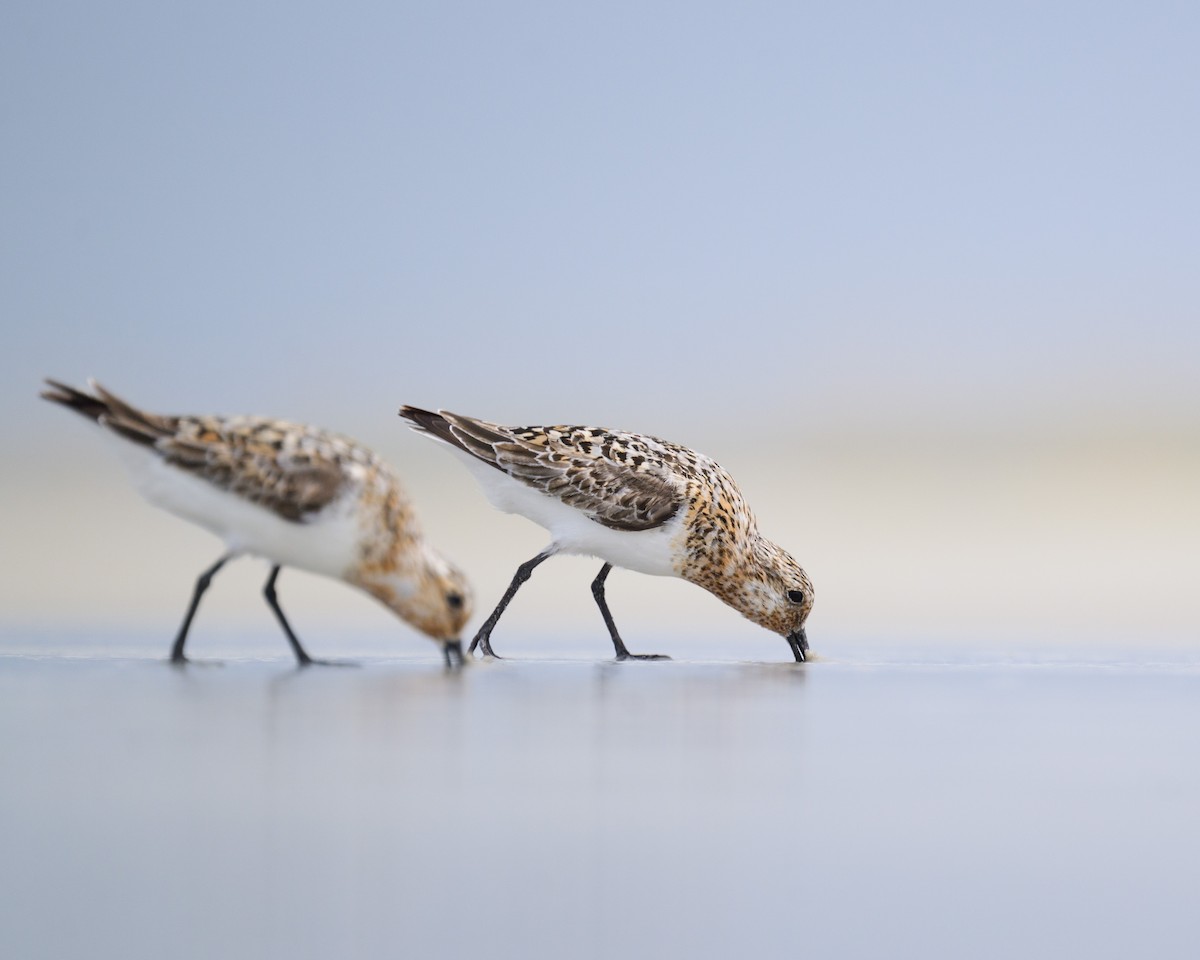 Sanderling - ML622012300