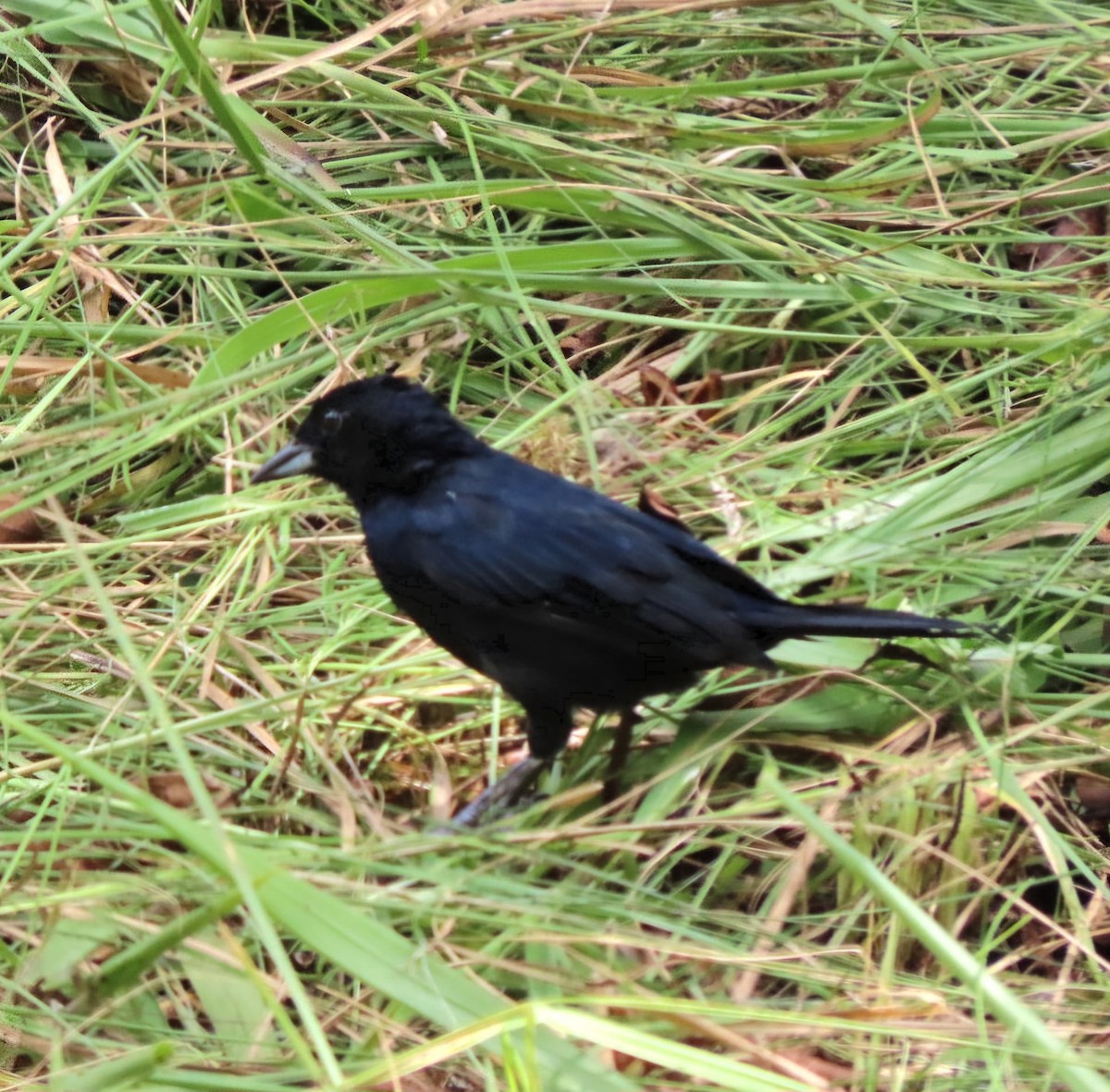 Shiny Cowbird - ML622012301