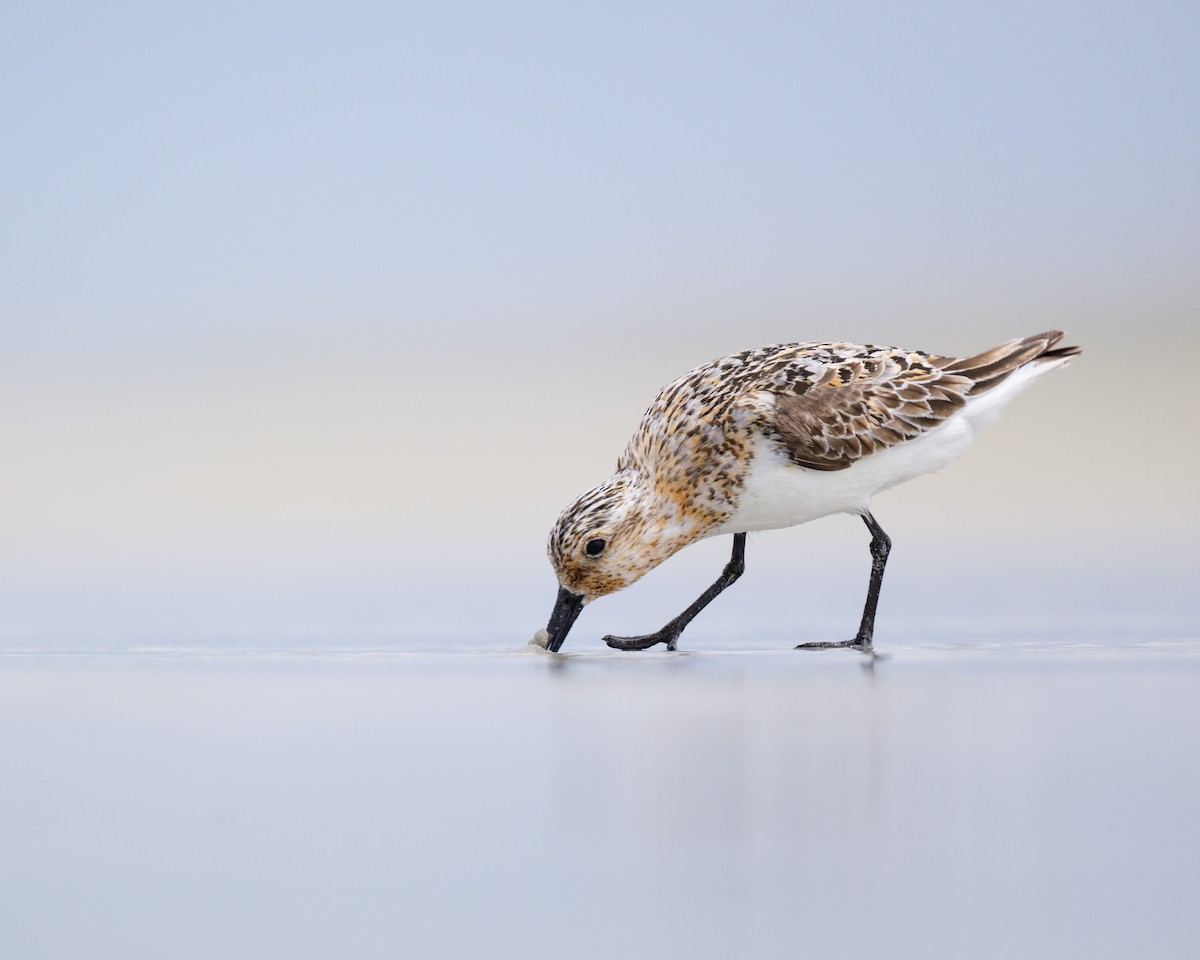 Sanderling - ML622012305