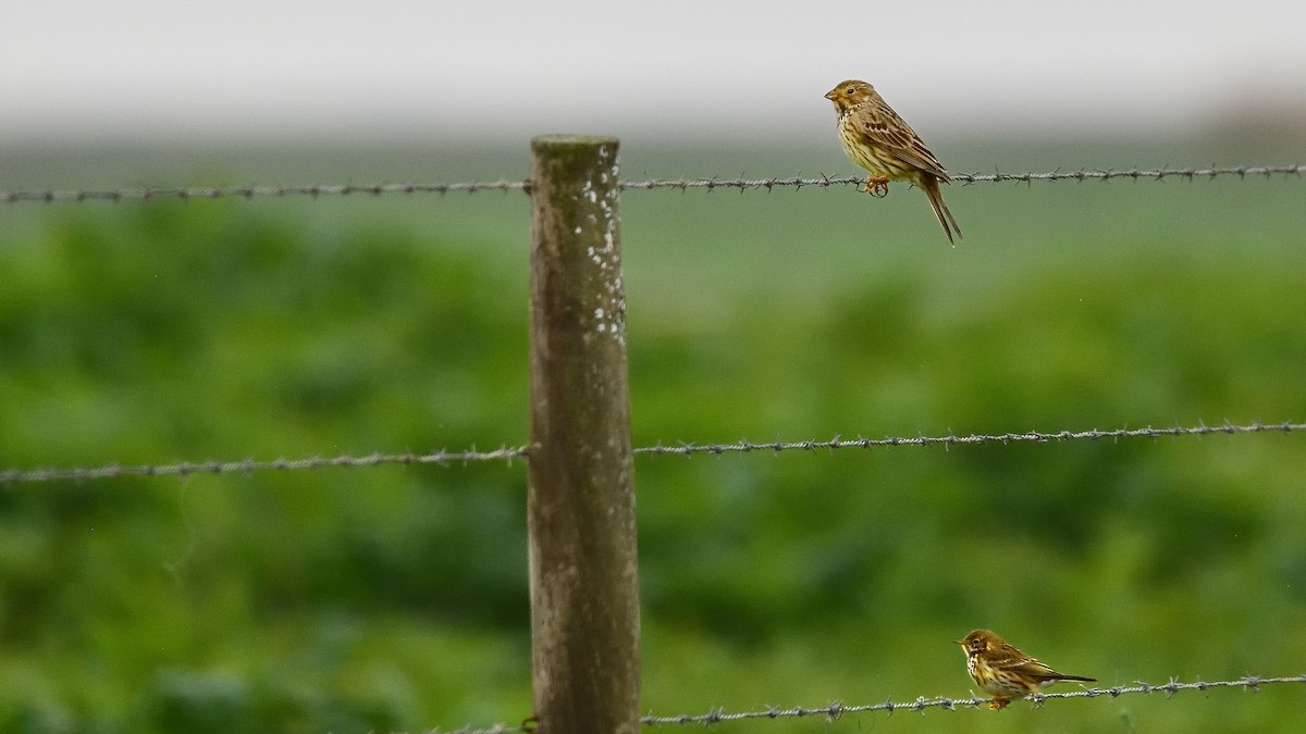 Corn Bunting - Soren Bentzen
