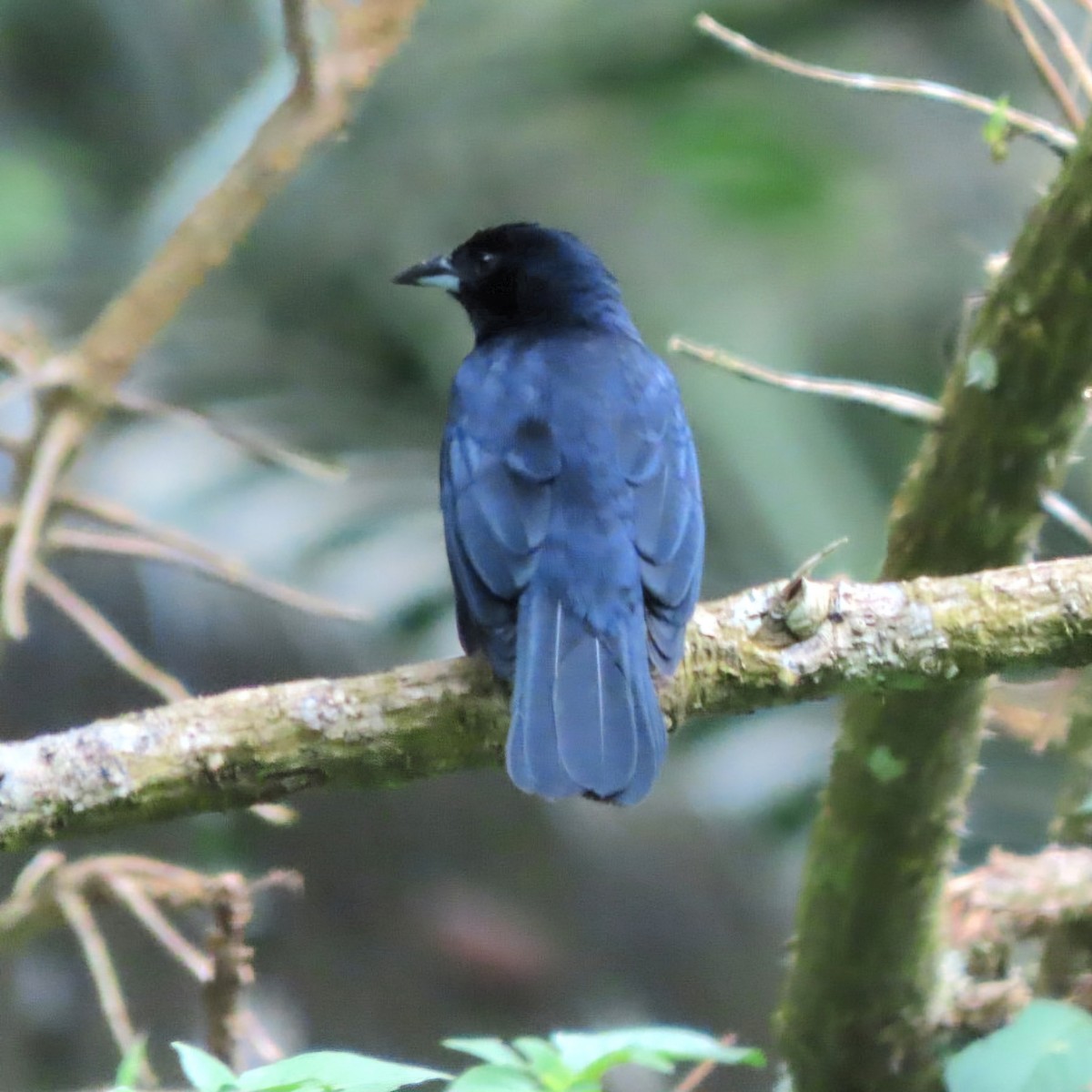 White-lined Tanager - ML622012308