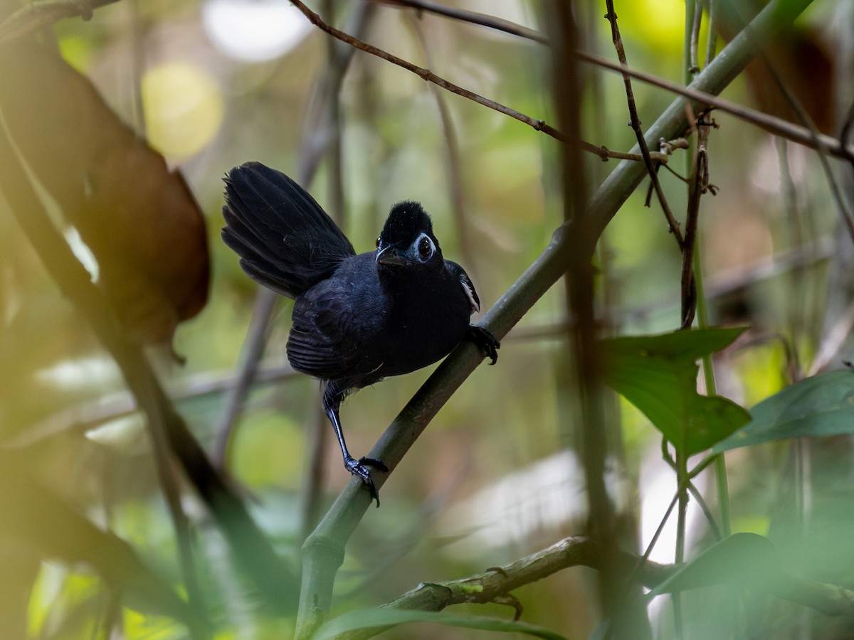 Sooty Antbird - Héctor Bottai