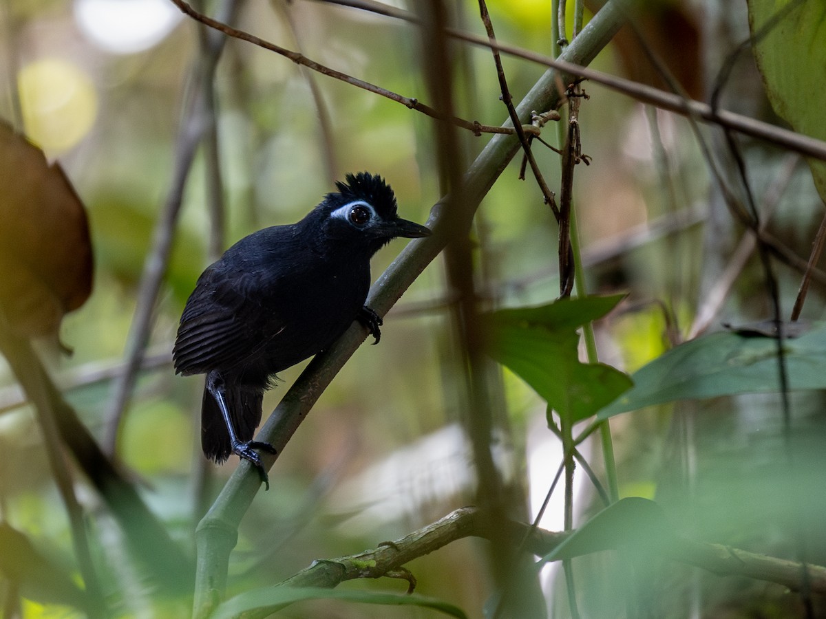 Sooty Antbird - ML622012391