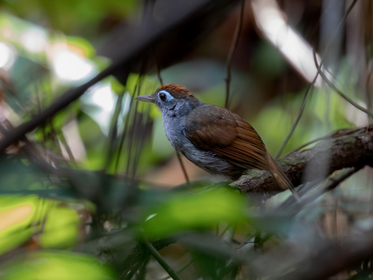 Schwarzgrau-Ameisenvogel - ML622012392