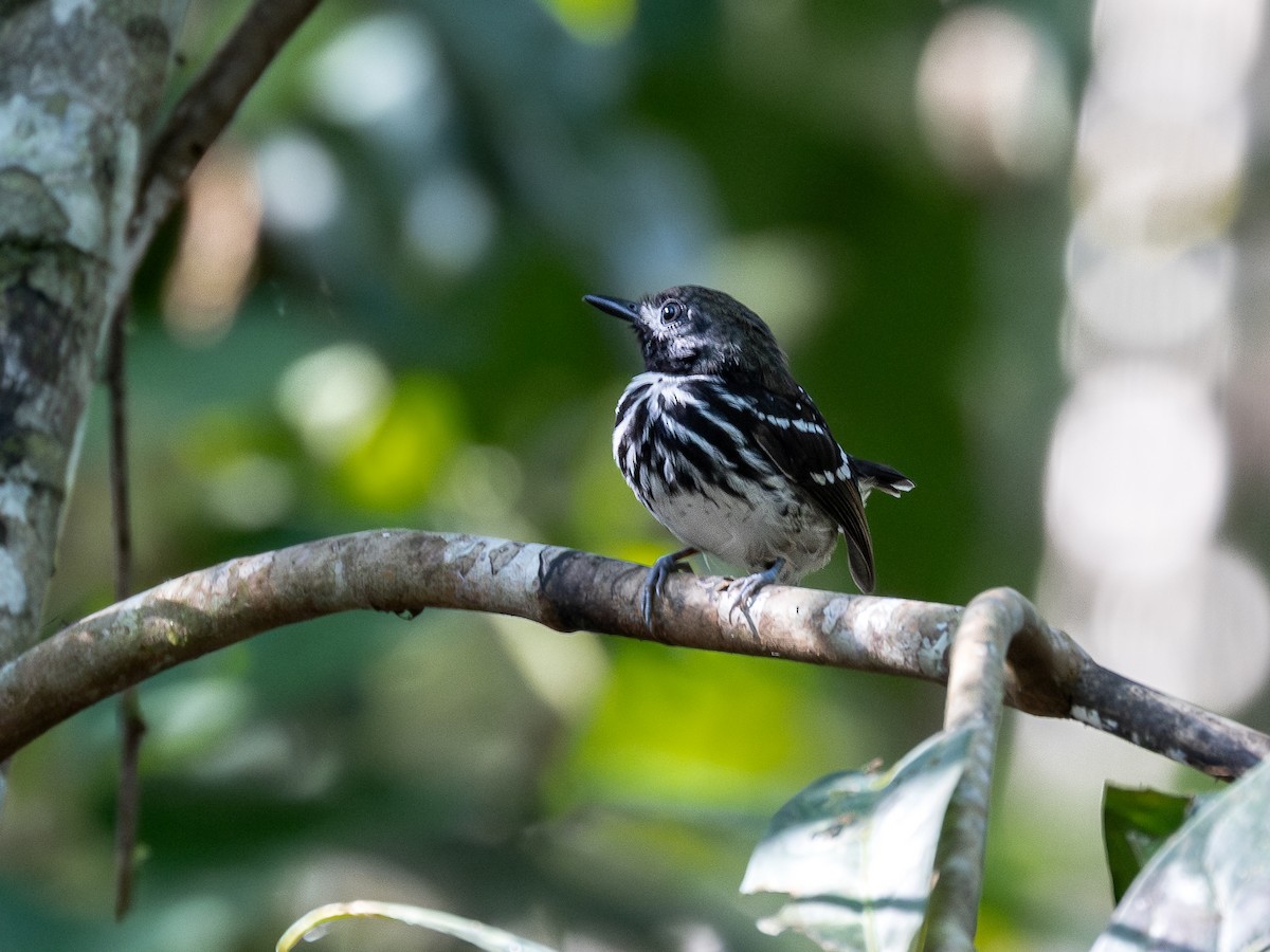 Dot-backed Antbird - ML622012411