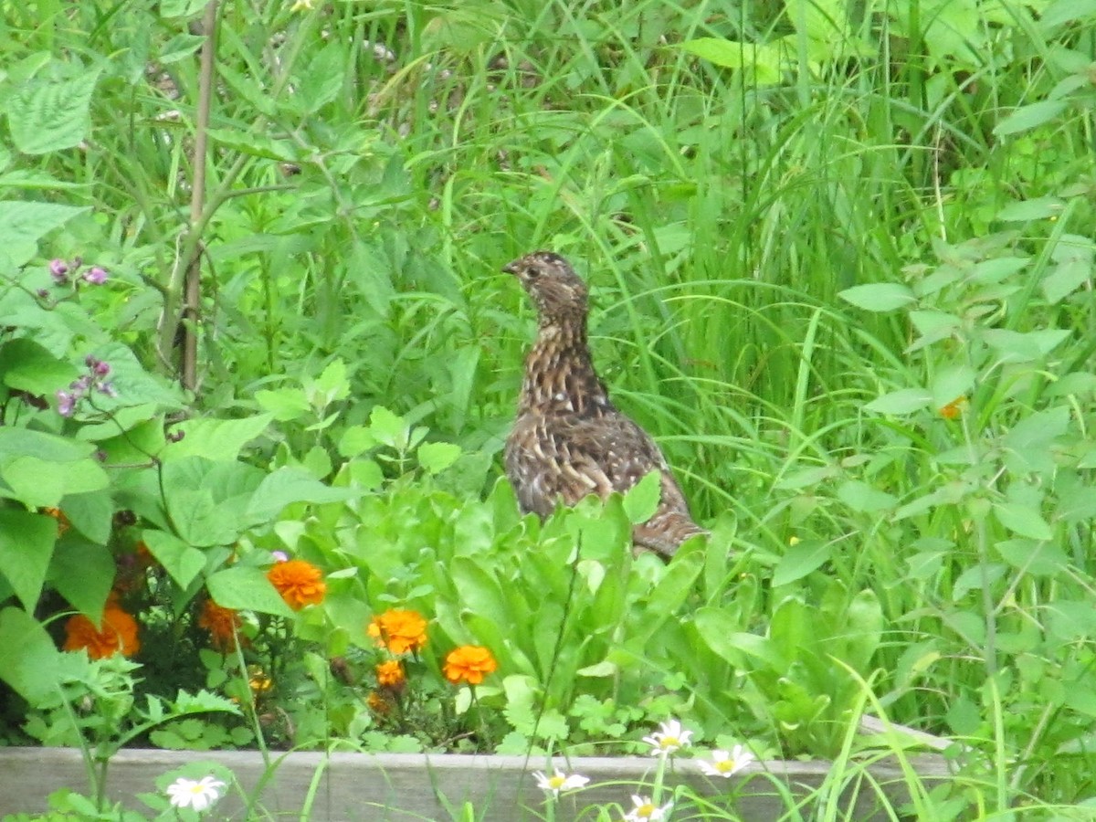 Ruffed Grouse - ML622012463