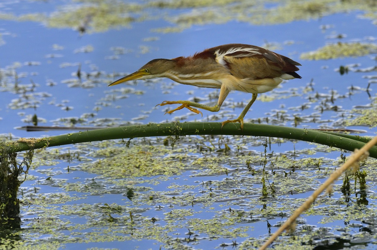 Least Bittern - ML622012473