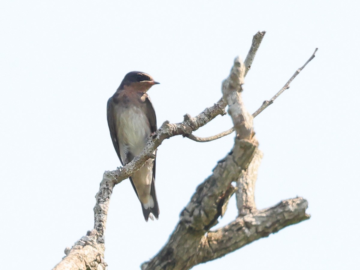 Angola Swallow - ML622012489