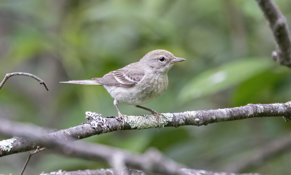 Pine Warbler - Paul Fenwick