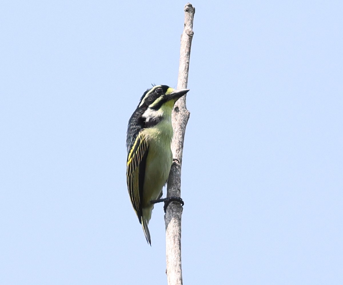 Yellow-throated Tinkerbird - ML622012523