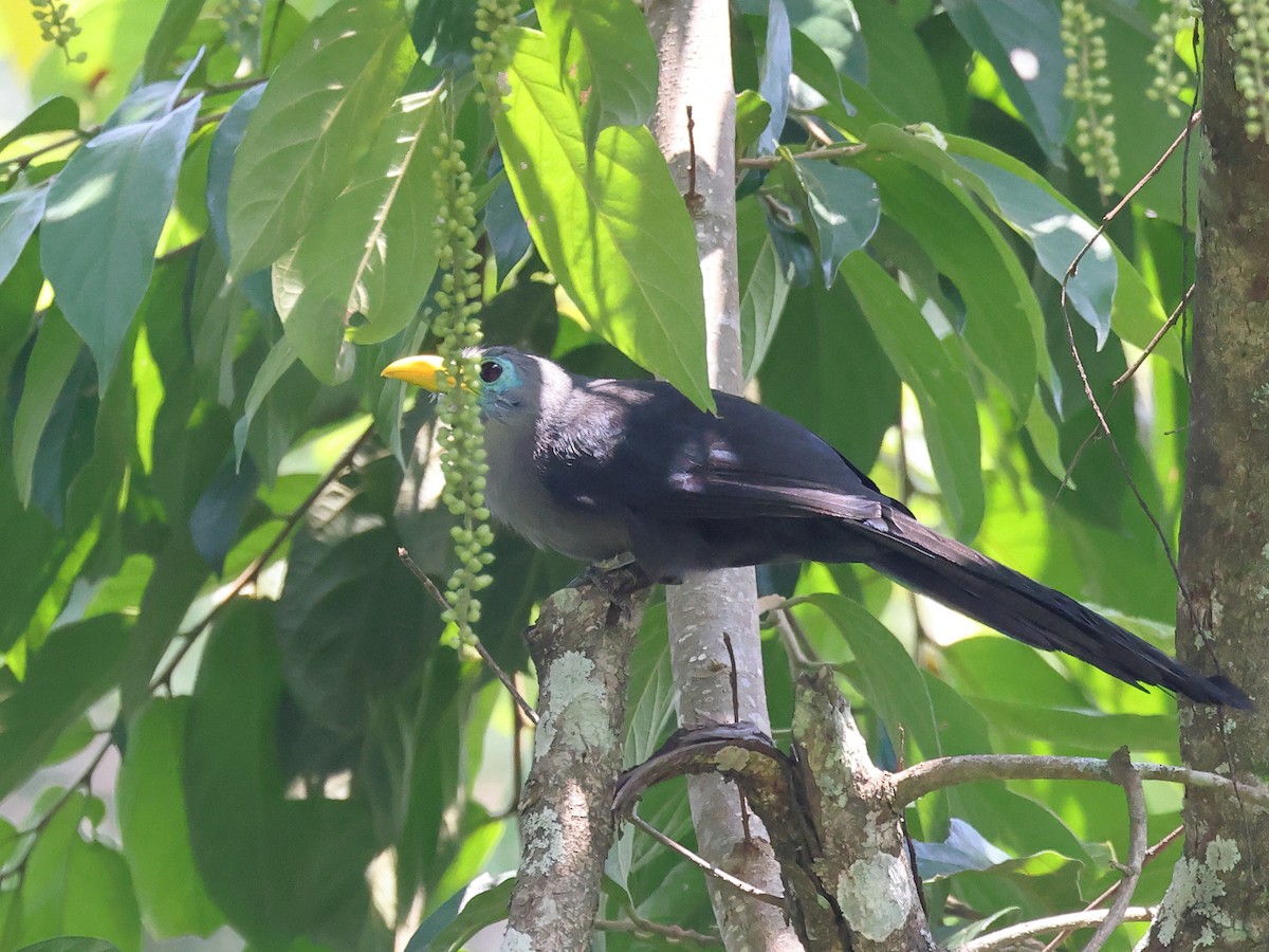 Blue Malkoha - Myles McNally