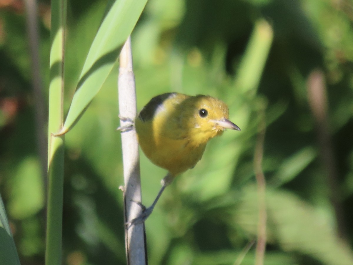 Prothonotary Warbler - Port of Baltimore