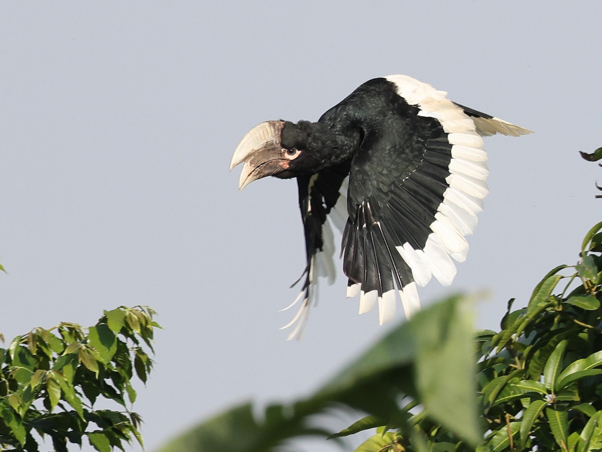 White-thighed Hornbill - Myles McNally