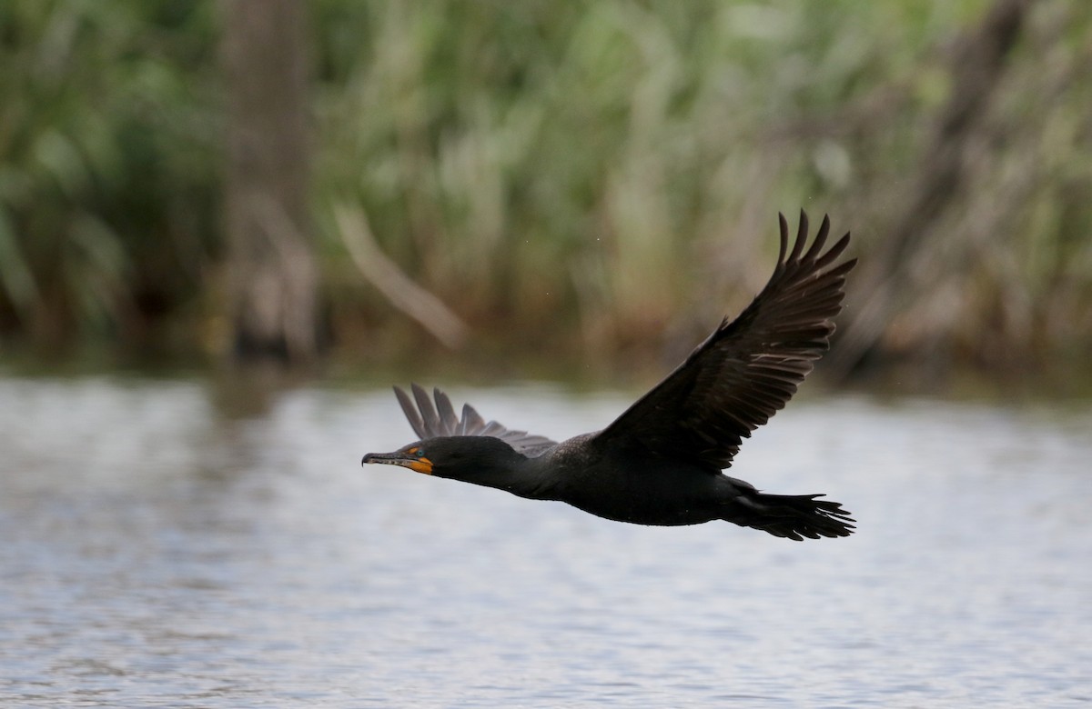 Double-crested Cormorant - ML62201261