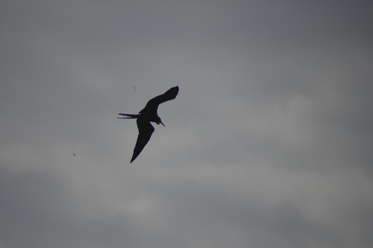 Magnificent Frigatebird - Santiago Bolarte