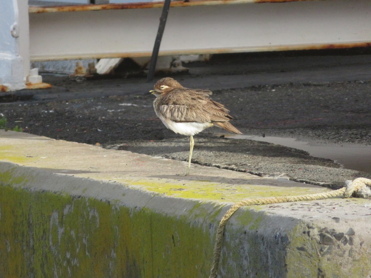 Water Thick-knee - ML622012696